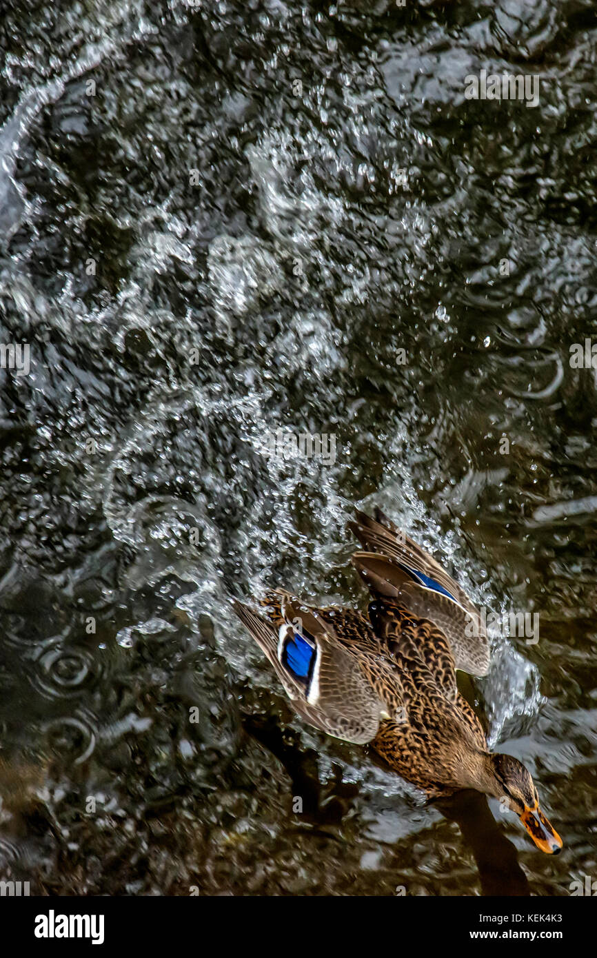 Melton Mowbrey, Regno Unito. 21 Ott 2017. Regno Unito Meteo. Jumpers e cappotti ordine del giorno come vento alberi battter il parco del centro città, i visitatori godere di tè e gelati crema guardando le anatre Mallard Credit: Clifford Norton / Alamy Live News Foto Stock