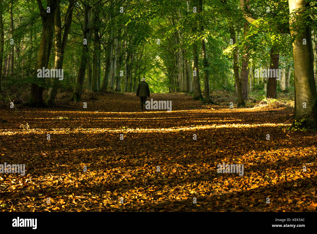Il raggruppamento di legno, East Lothian costa, Scotland, Regno Unito. Il 21 ottobre 2017. Un solitario uomo senior in 60s passeggiate attraverso boschi con luce solare bassa lo streaming su un sentiero di bosco coperto con foglie di autunno Foto Stock