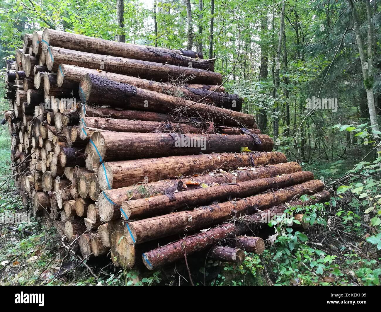 Risma di carta di conifere-legno in autunno, foresta di Bialowieza, Polonia, europa Foto Stock