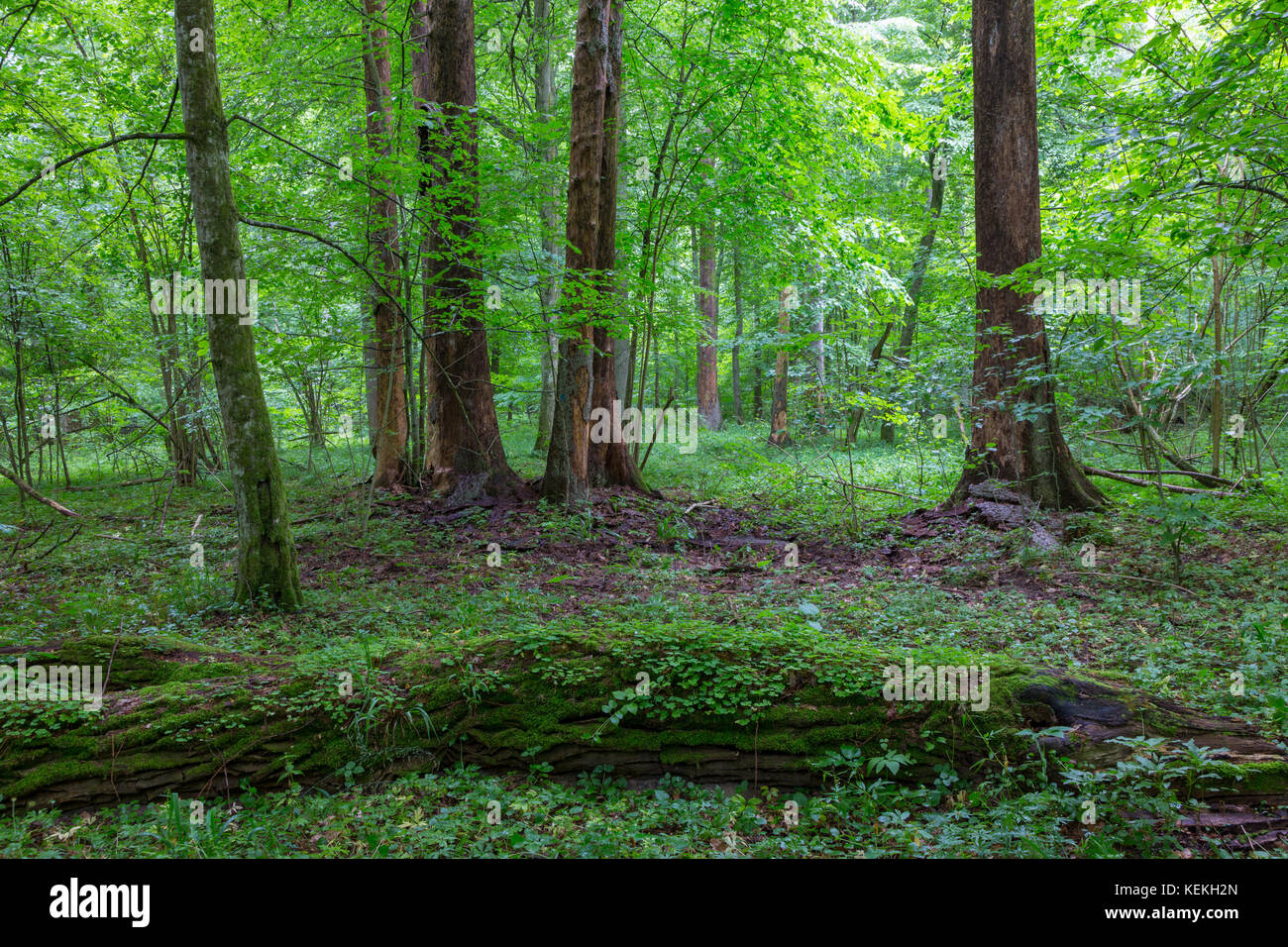 Corteccia-meno abeti morti in old Summertime deciduo supporto,bialowieza forest,Polonia,l'Europa Foto Stock