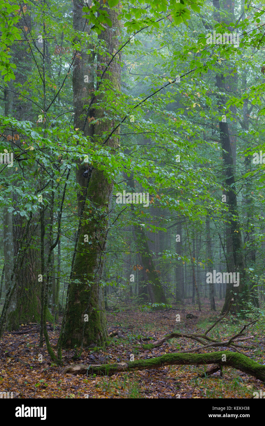 Atumnal paesaggio di stand mista con alberi rotti giacente, foresta di Bialowieza, Polonia, europa Foto Stock