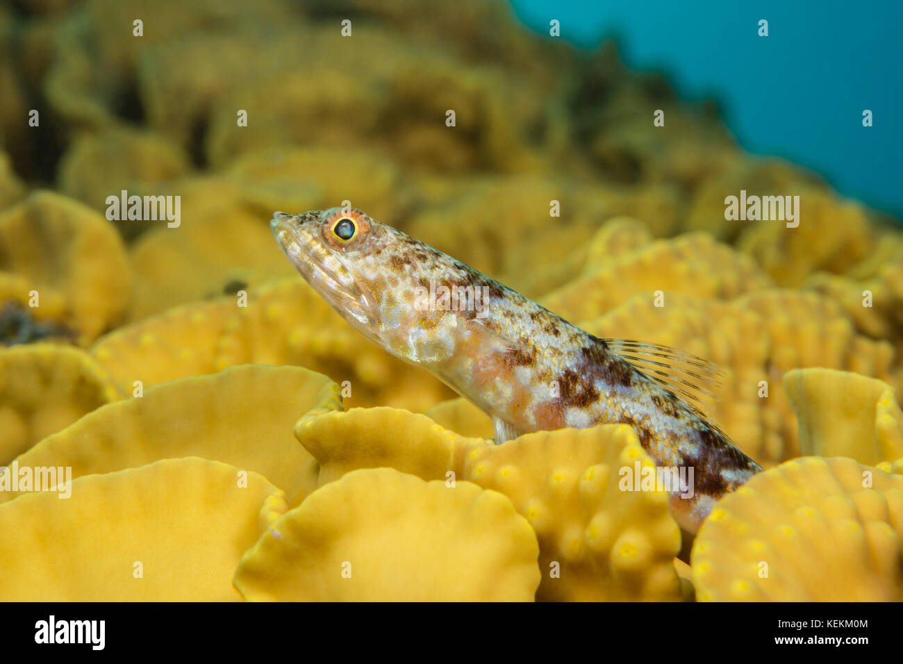 Variegato, lizardfish synodus variegatus, Marsa Alam, Mar Rosso, Egitto Foto Stock