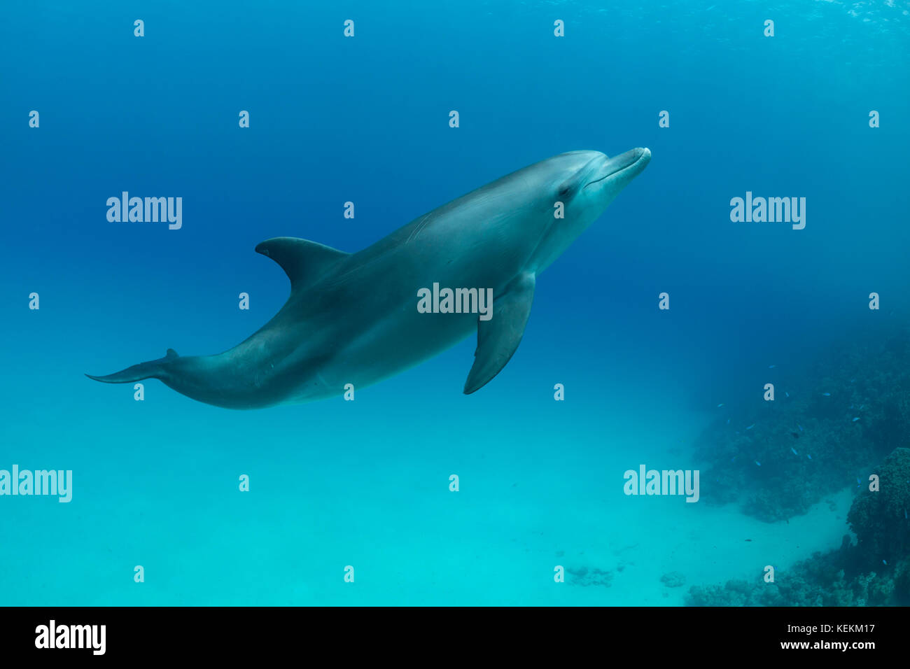 Oceano indiano il tursiope o delfino maggiore , tursiops aduncus, Marsa Alam, Mar Rosso, Egitto Foto Stock