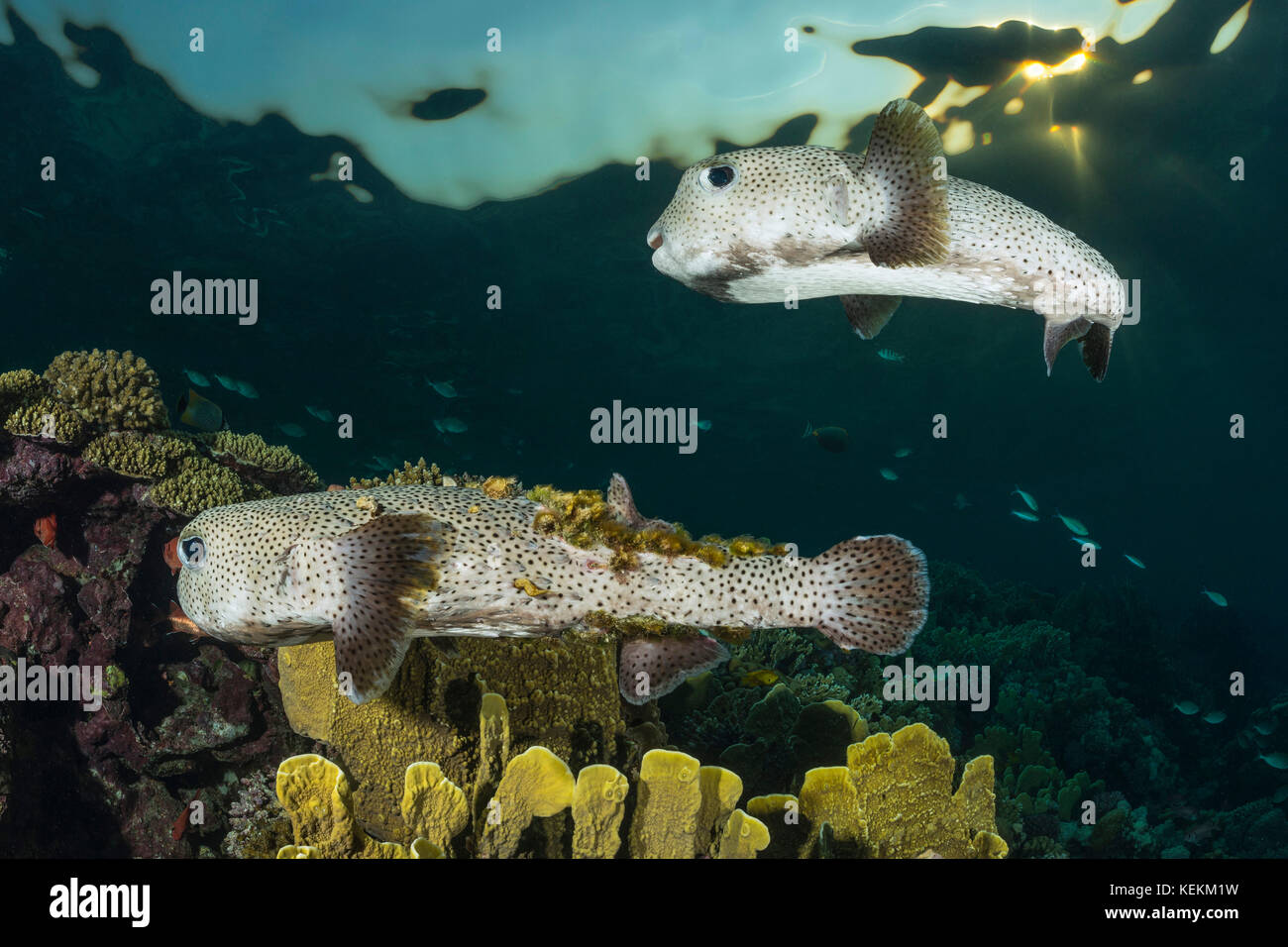 Avvistato porcupinefish, diodon hystrix, Marsa Alam, Mar Rosso, Egitto Foto Stock