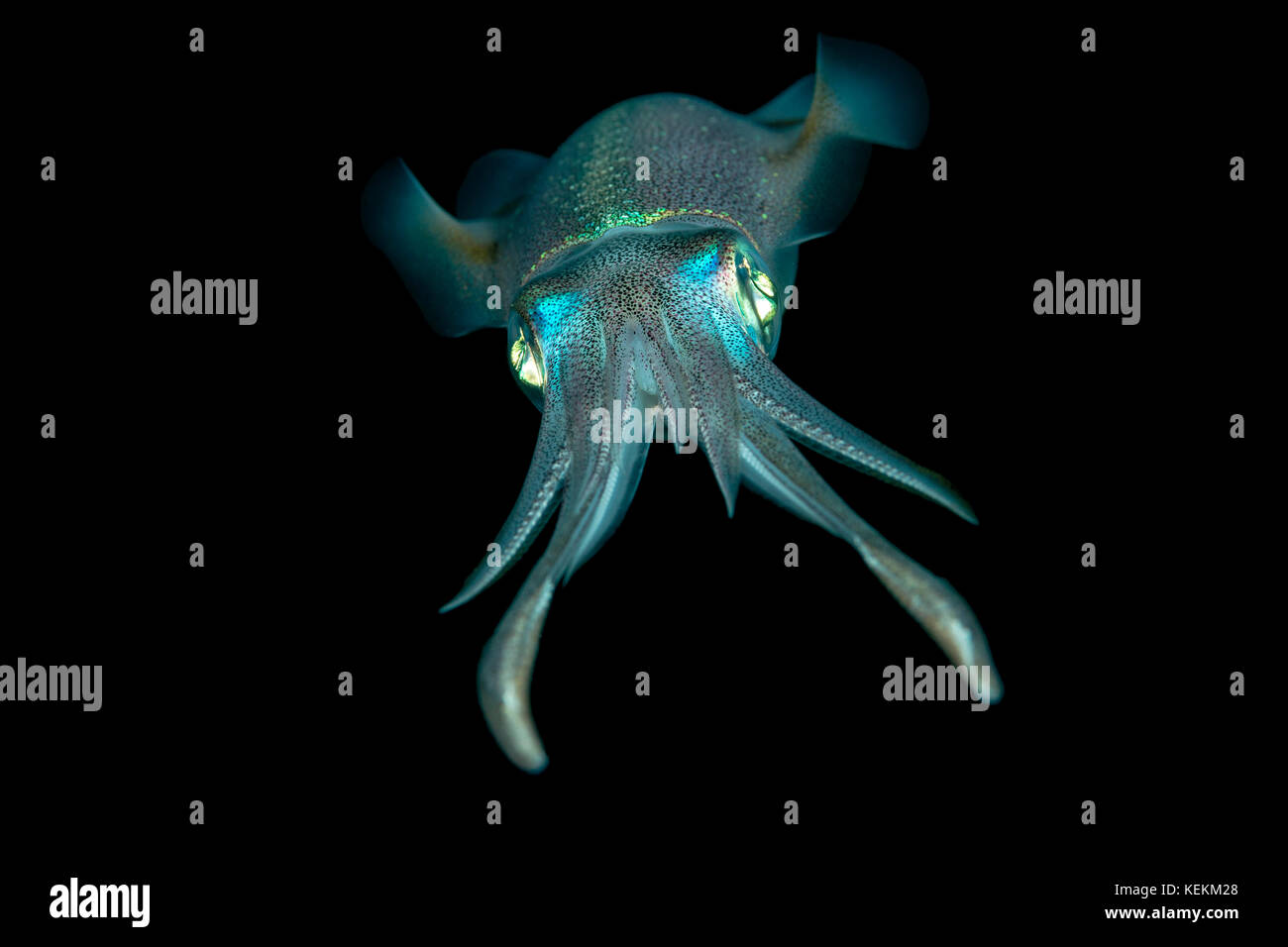 Reef bigfin squid, sepioteuthis lessoniana, Marsa Alam, Mar Rosso, Egitto Foto Stock