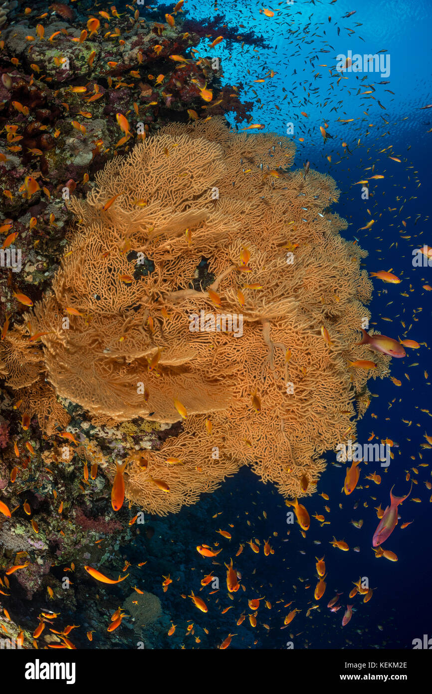 Giganti di Mare, ventola annella mollis, Marsa Alam, Mar Rosso, Egitto Foto Stock