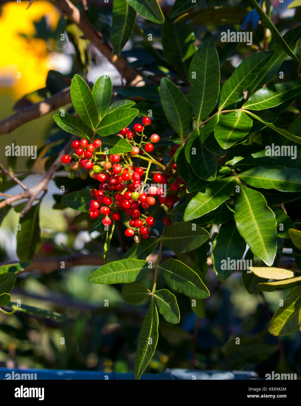 Frutti maturi di Zanthoxylum piperitum, pepe giapponese, pricklyash o sansh , rosso in autunno ha oli pungente trovati in foglie, radici corteccia. Foto Stock