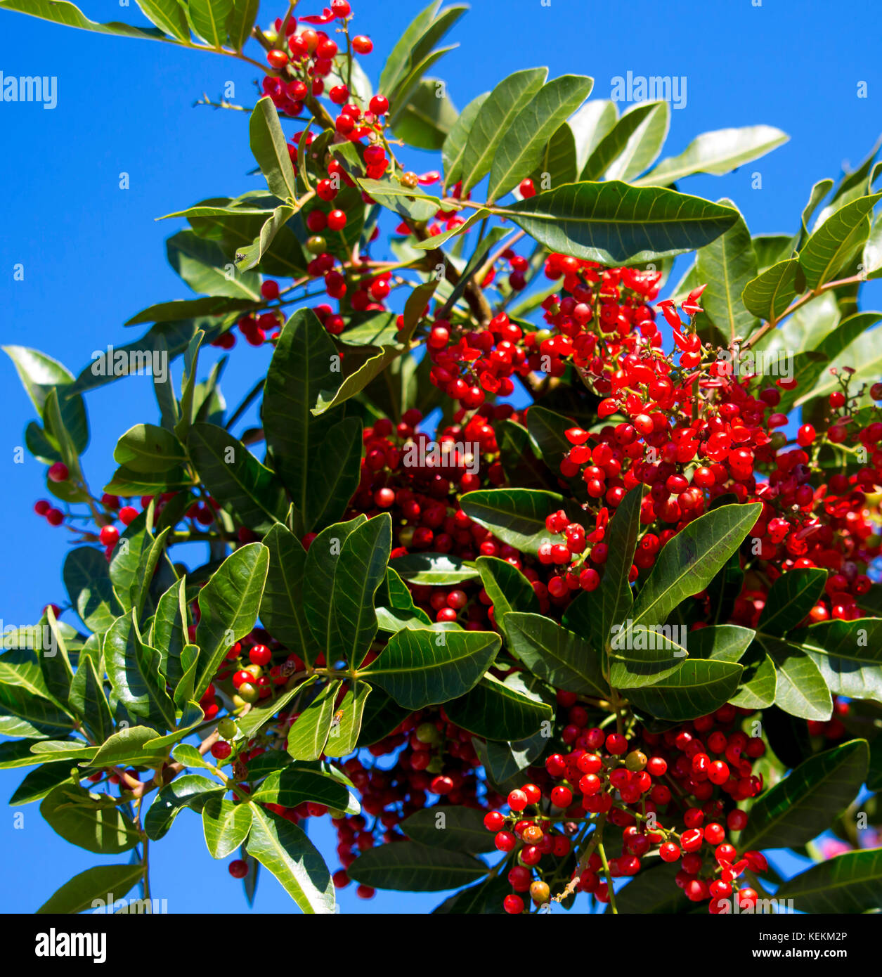 Frutti maturi di Zanthoxylum piperitum, pepe giapponese, pricklyash o sansh , rosso in autunno ha oli pungente trovati in foglie, radici corteccia. Foto Stock