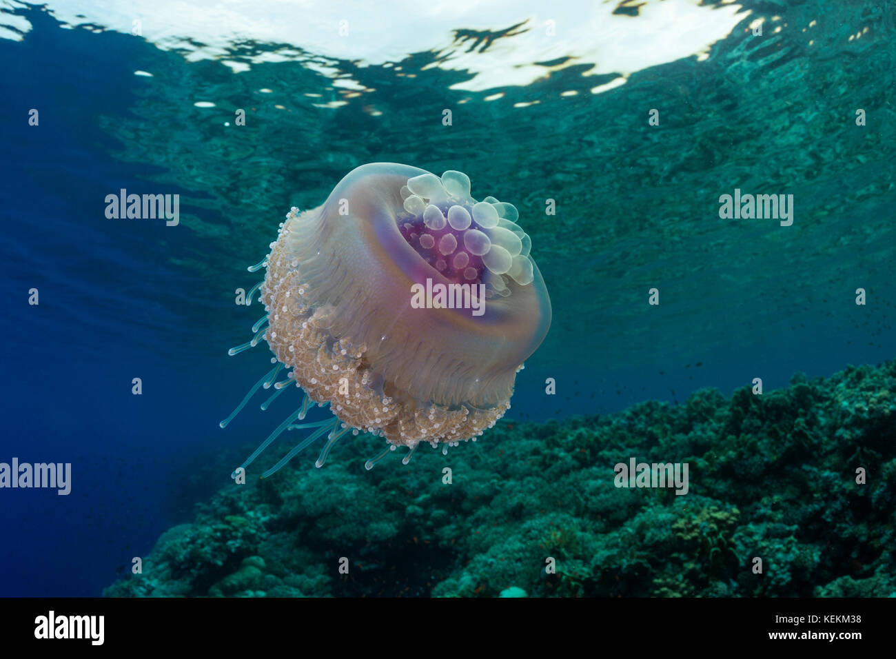 Il cavolfiore meduse, Cephea cephea, Marsa Alam, Mar Rosso, Egitto Foto Stock