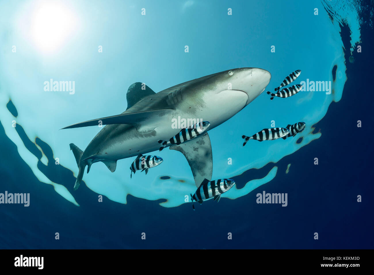 Oceanis whitetip shark Carcharhinus longimanus, Elphinstone Reef, Mar Rosso, Egitto Foto Stock