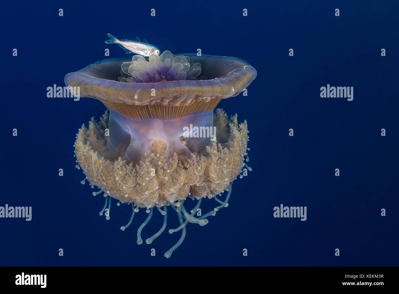 Il cavolfiore meduse e novellame, cephea cephea, Elphinstone Reef, Mar Rosso, Egitto Foto Stock