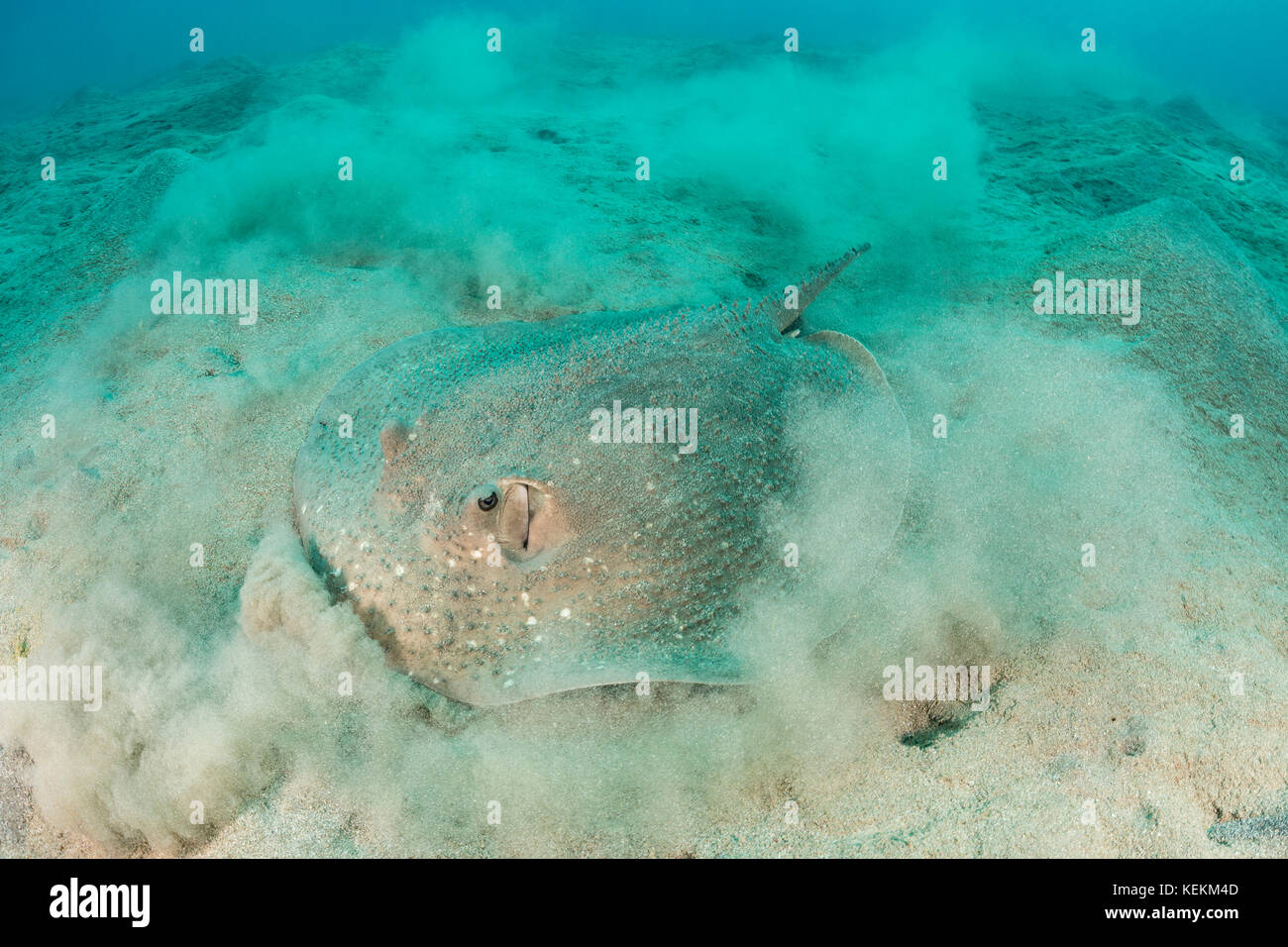 Spinosa ray, urogymnus asperrimus, Marsa Alam, Mar Rosso, Egitto Foto Stock