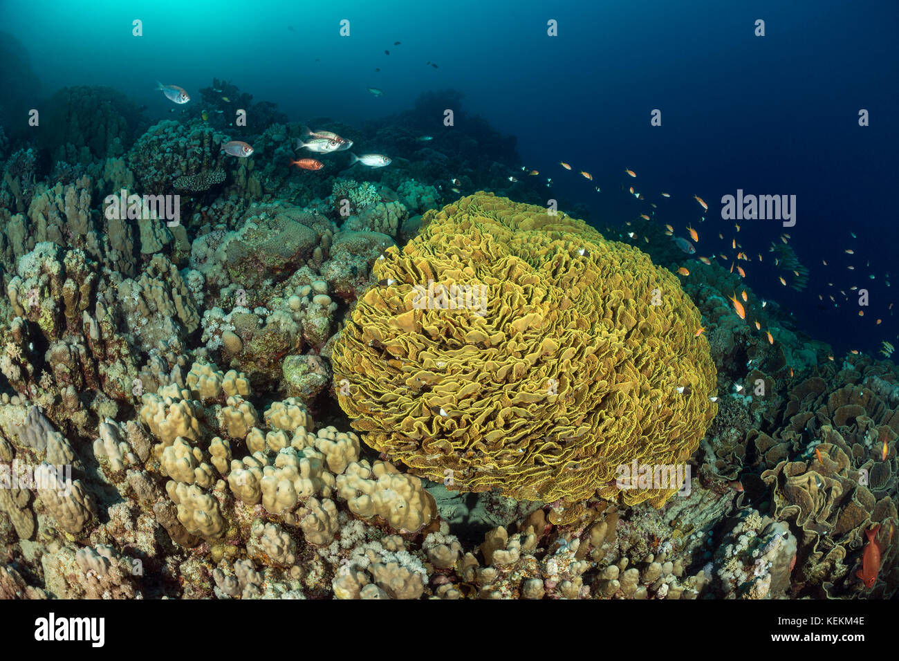 Giallo corallo di scorrimento, turbinaria reniformis, Marsa Alam, Mar Rosso, Egitto Foto Stock