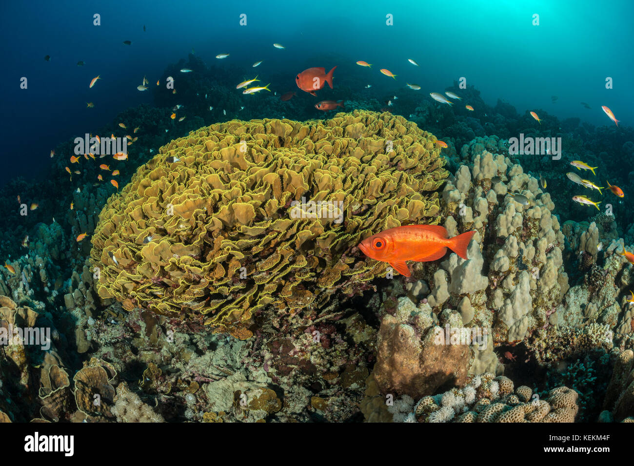 Giallo corallo di scorrimento, turbinaria reniformis, Marsa Alam, Mar Rosso, Egitto Foto Stock