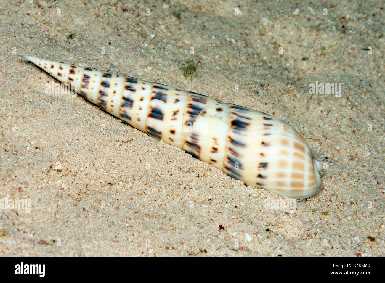 Guscio della coclea, terebra maculata, Marsa Alam, Mar Rosso, Egitto Foto Stock