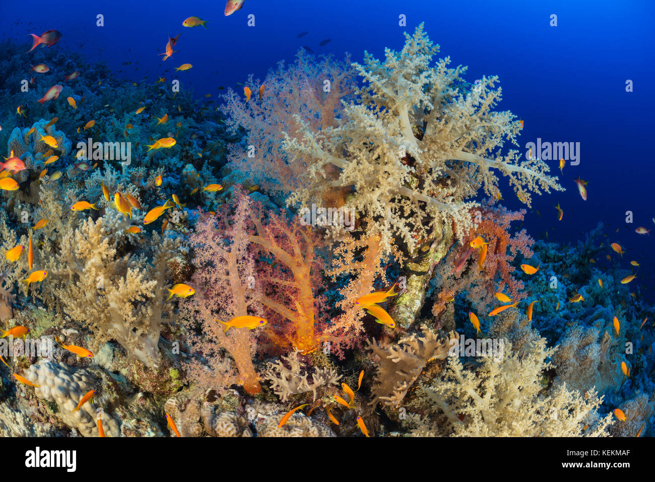 Colorati coralli molli, dendronephthya klunzingeri, Elphinstone Reef, Mar Rosso, Egitto Foto Stock