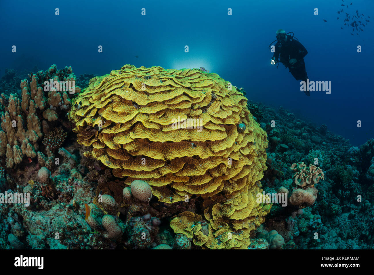 Scuba Diver su giallo corallo di scorrimento, turbinaria reniformis, Marsa Alam, Mar Rosso, Egitto Foto Stock