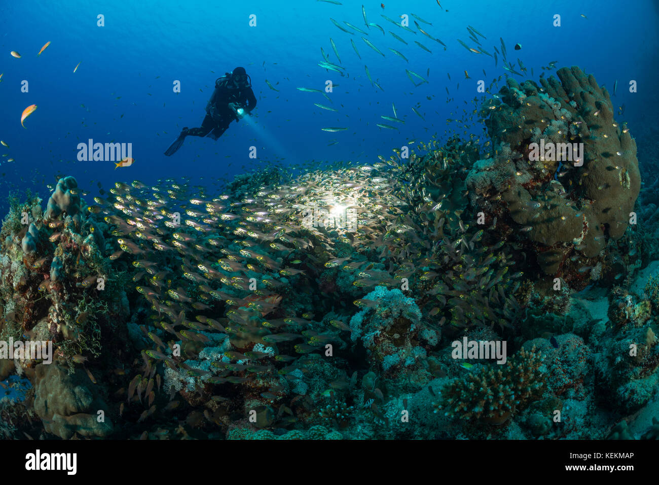 Scuba Diver e scopa pigmeo, parapriacanthus ransonneti, Marsa Alam, Mar Rosso, Egitto Foto Stock