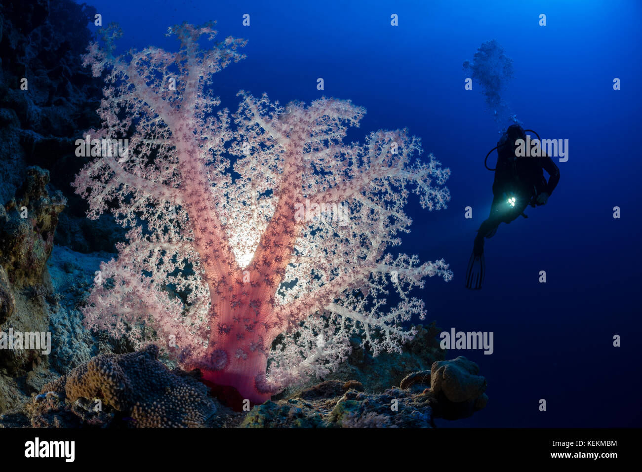 Colorati coralli molli, dendronephthya klunzingeri, Marsa Alam, Mar Rosso, Egitto Foto Stock