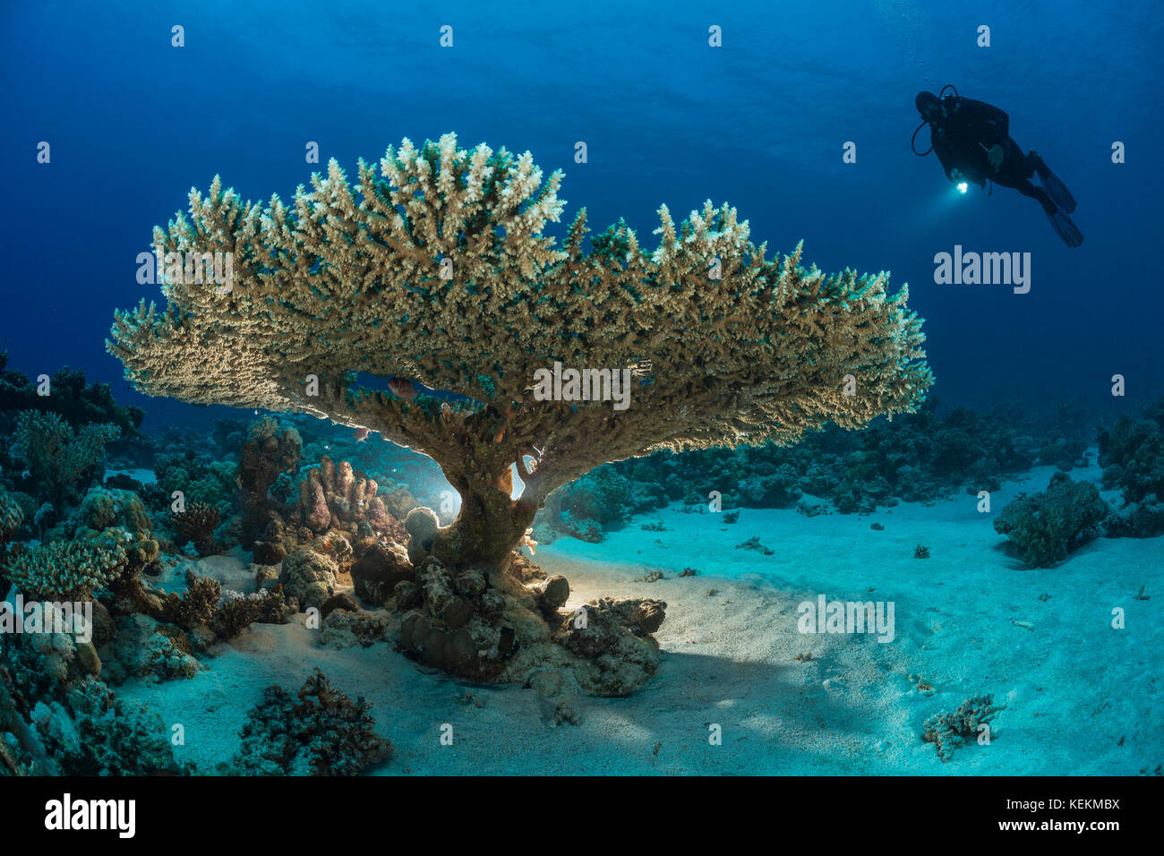 Scuba Diver sopra il tavolo Coral, Acropora sp., Marsa Alam, Mar Rosso, Egitto Foto Stock