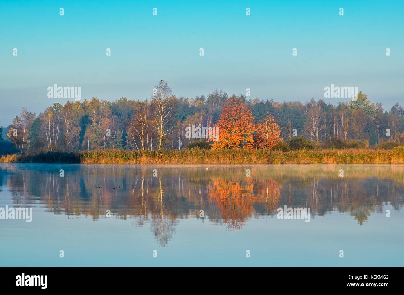 Bellissimo paesaggio autunnale. alberi colorati dal lago. Foto Stock