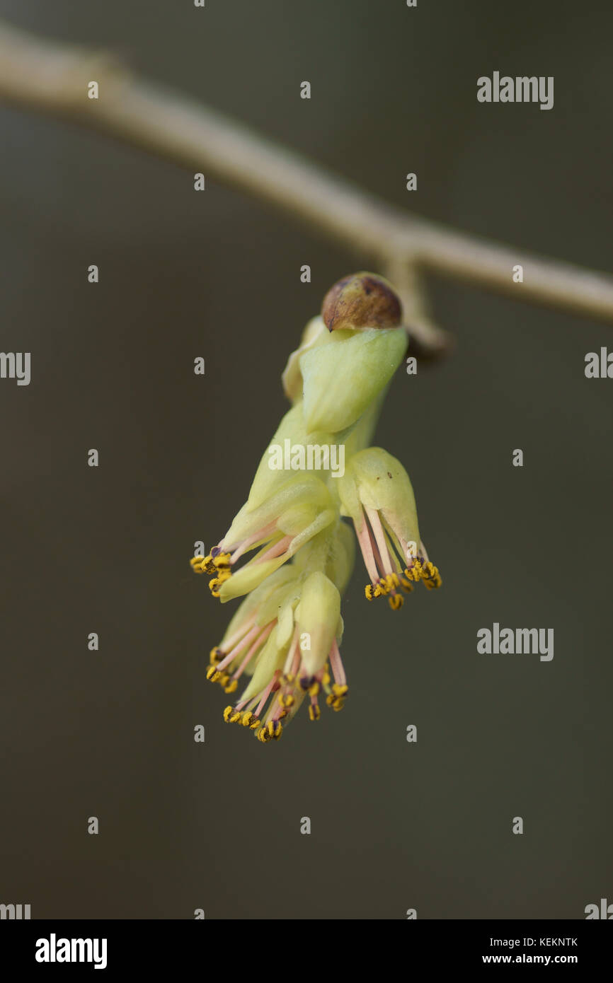 Corylopsis spicata (Spike Amamelide) Foto Stock