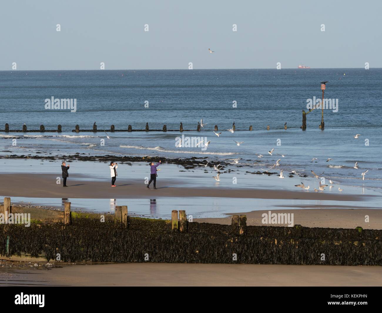 Persone alimentazione di gabbiani sulla spiaggia a Cromer, Norfolk, Inghilterra. Foto Stock