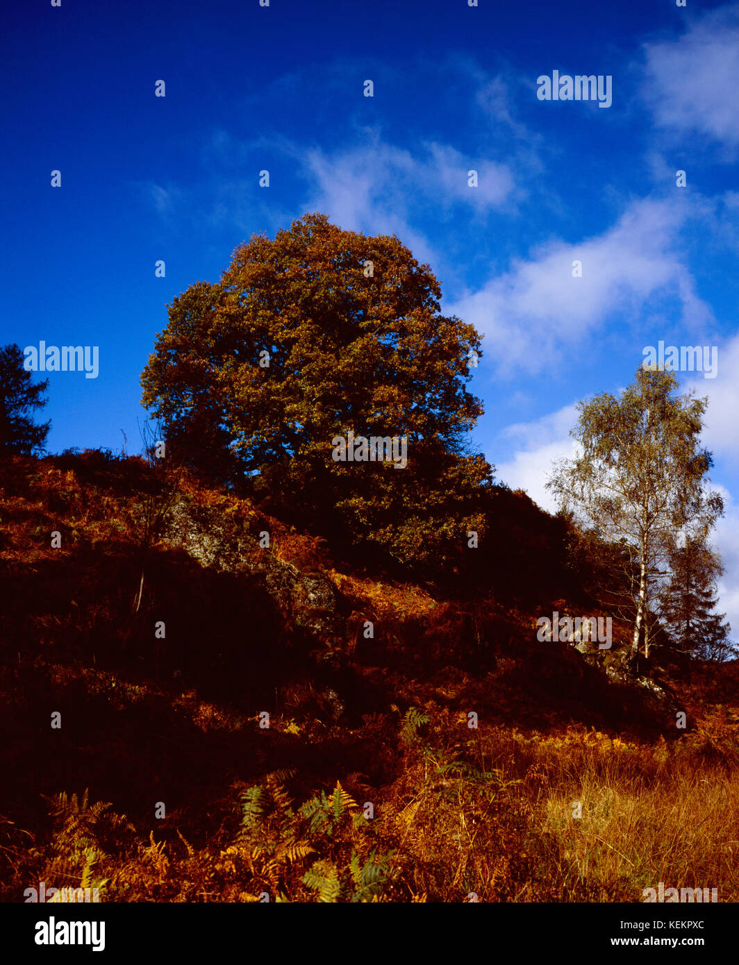 Quercia e nastro di betulle crescente nei pressi di Tarn Hows su una luminosa giornata autunnale che giace tra coniston e ambleside Lake District Cumbria Inghilterra England Foto Stock