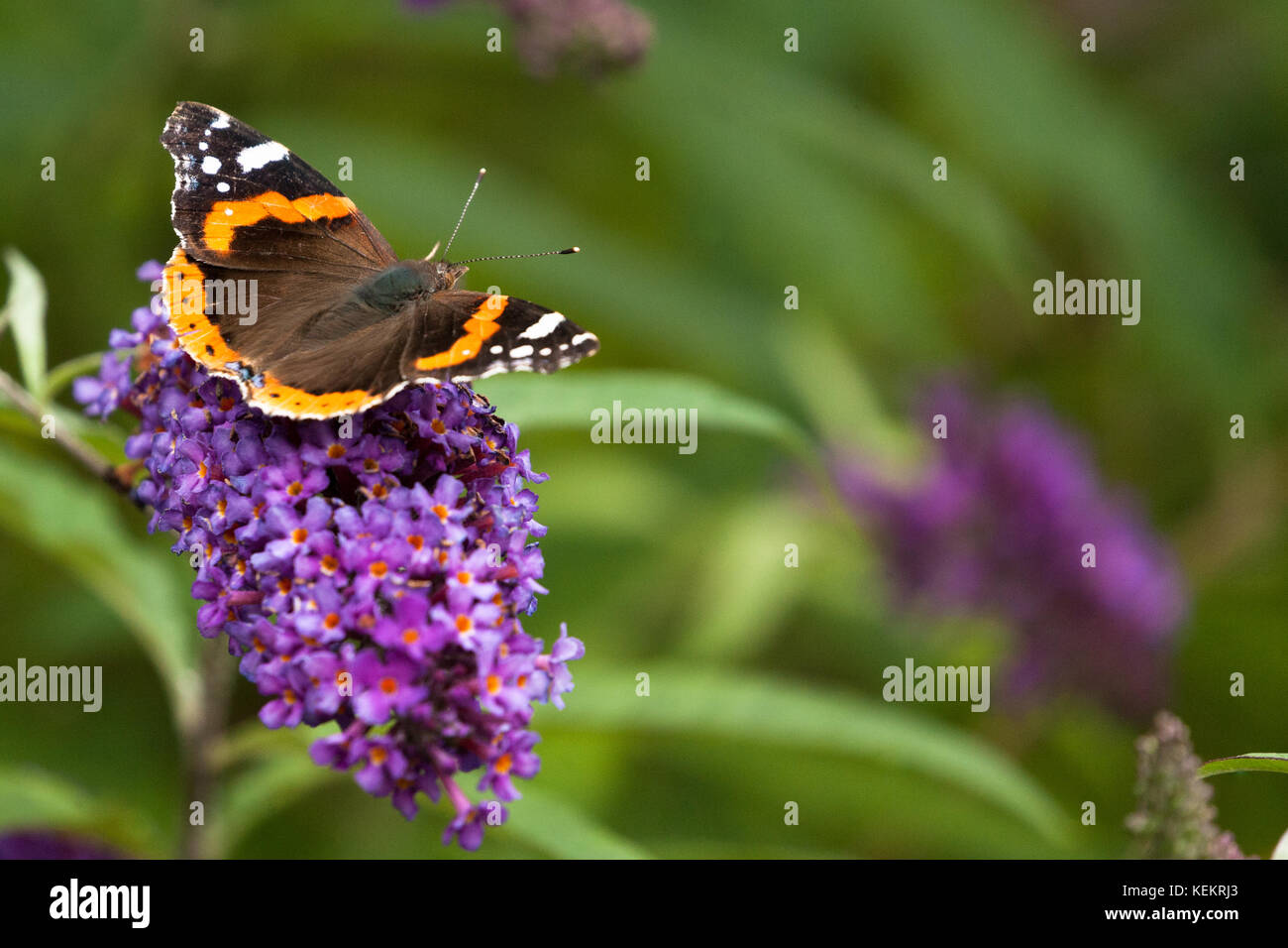 Un rosso admiral butterfly appoggiata su di un fiore di buddleia con vegetazione verde in background Foto Stock