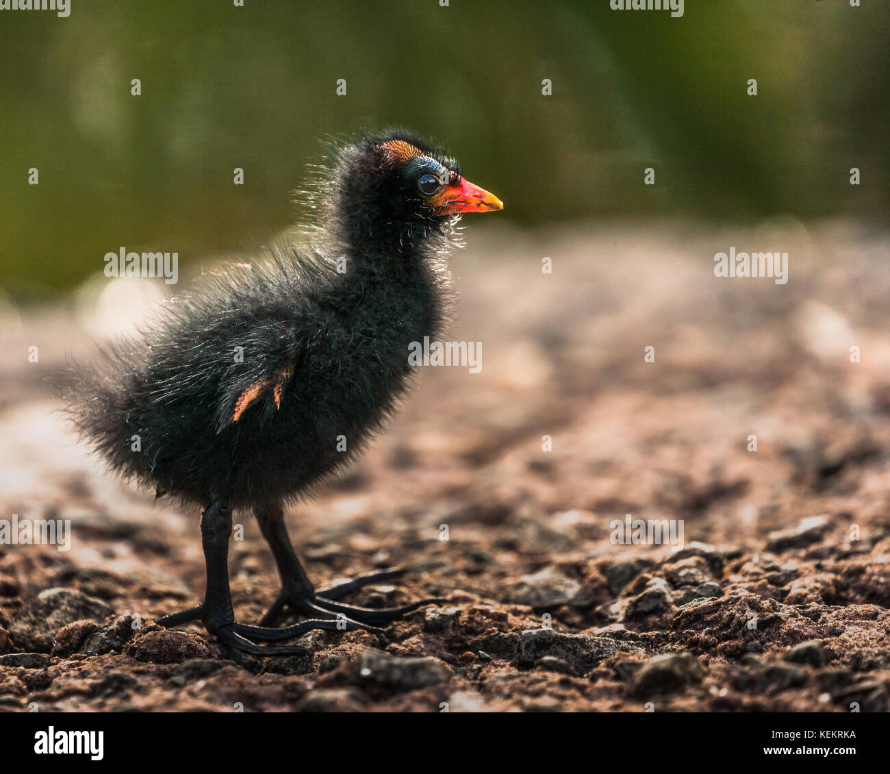 Un pulcino moorhen camminare su pietra con un laghetto in background. Foto Stock