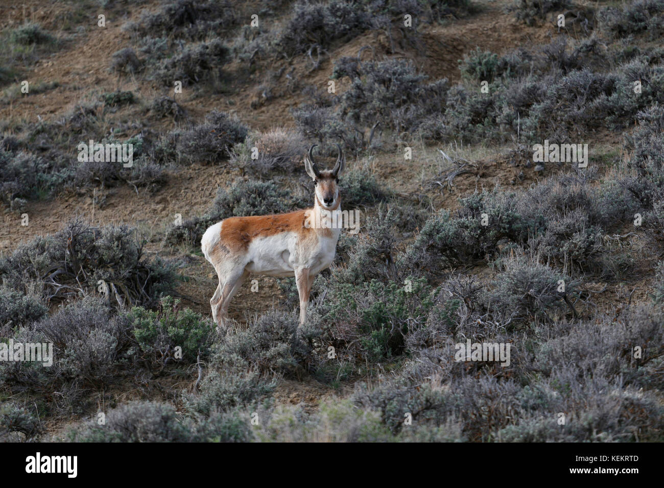 Pronghorn antelope, Antilocapra americana, Wyoming Foto Stock