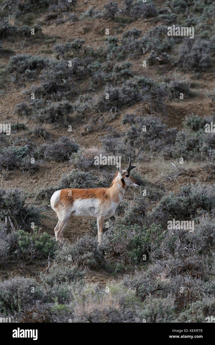 Pronghorn antelope, Antilocapra americana, Wyoming Foto Stock