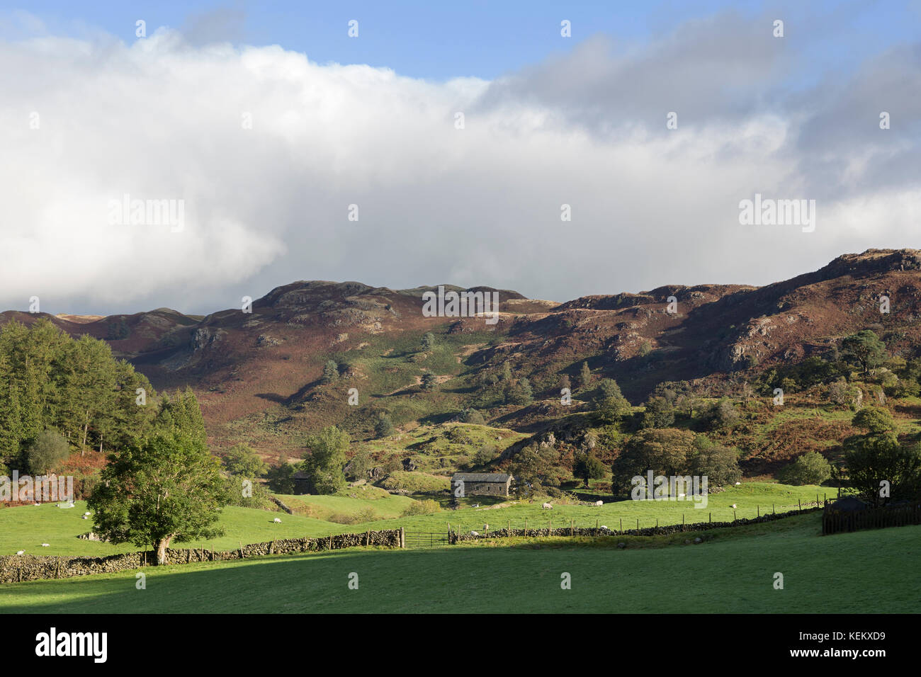 Lake District, Cumbria - Cowrake Head e colline adiacenti su High Rigg, St John's in the vale, un po 'a sud-est di Keswick Foto Stock
