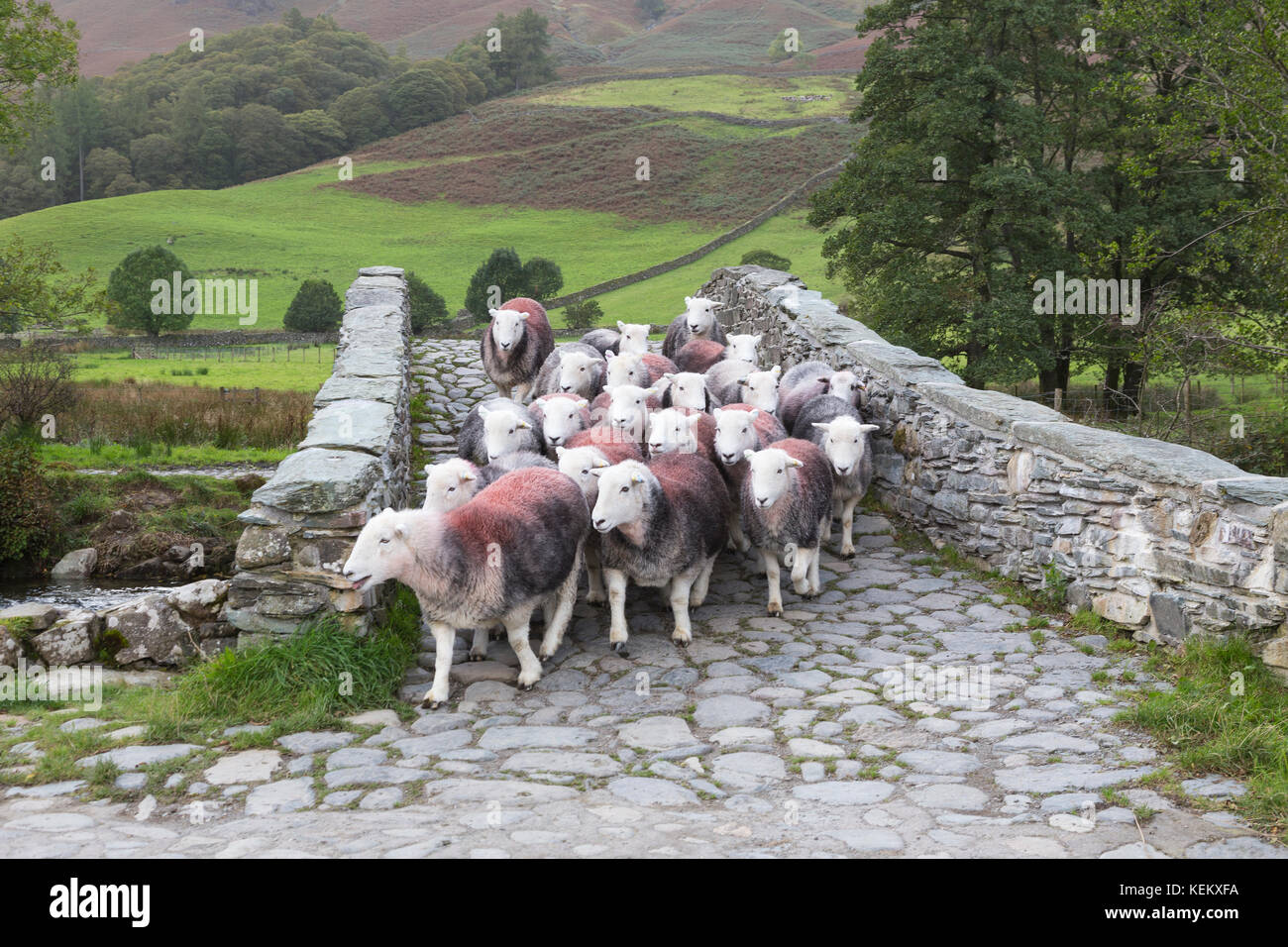 Lake District, Cumbria - un gregge di pecore Herdwick attraversa un ponte di cavalli sul fiume Derwent vicino a Rotthwaite, a Borrowdale Foto Stock