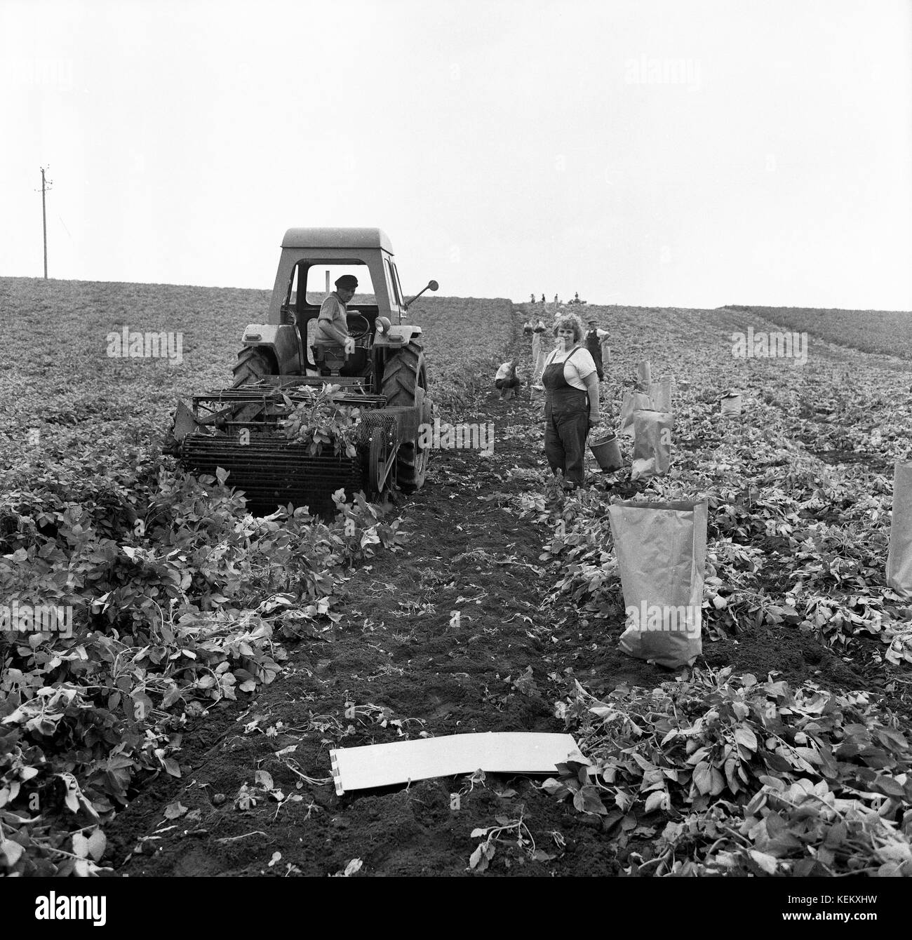 Raccolta di patate la raccolta di Gran Bretagna 1962 1960s Foto Stock