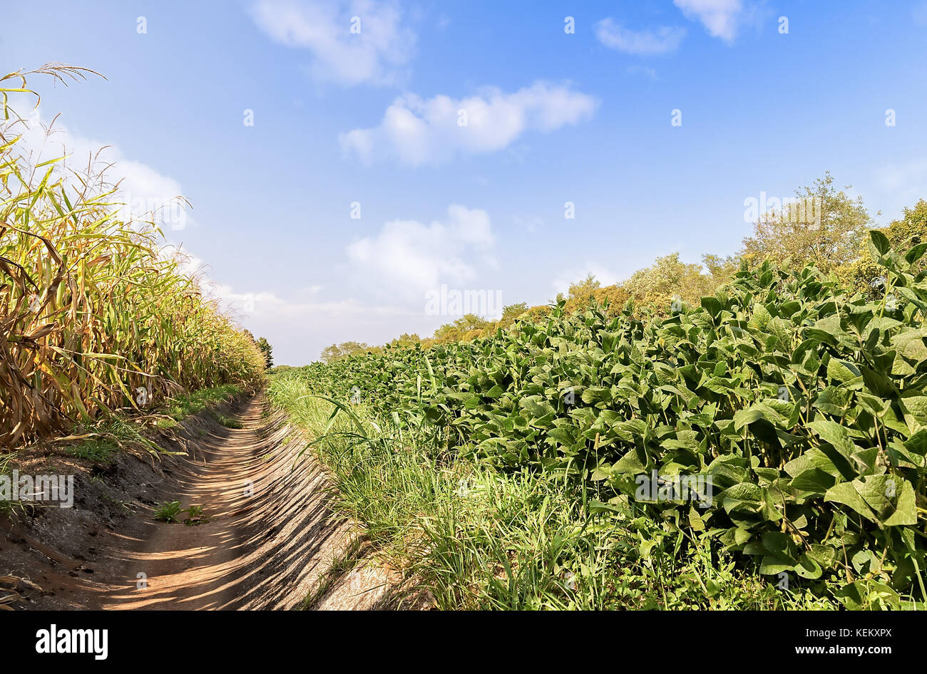 La soia e il mais campi separati da un canale di irrigazione. Foto Stock