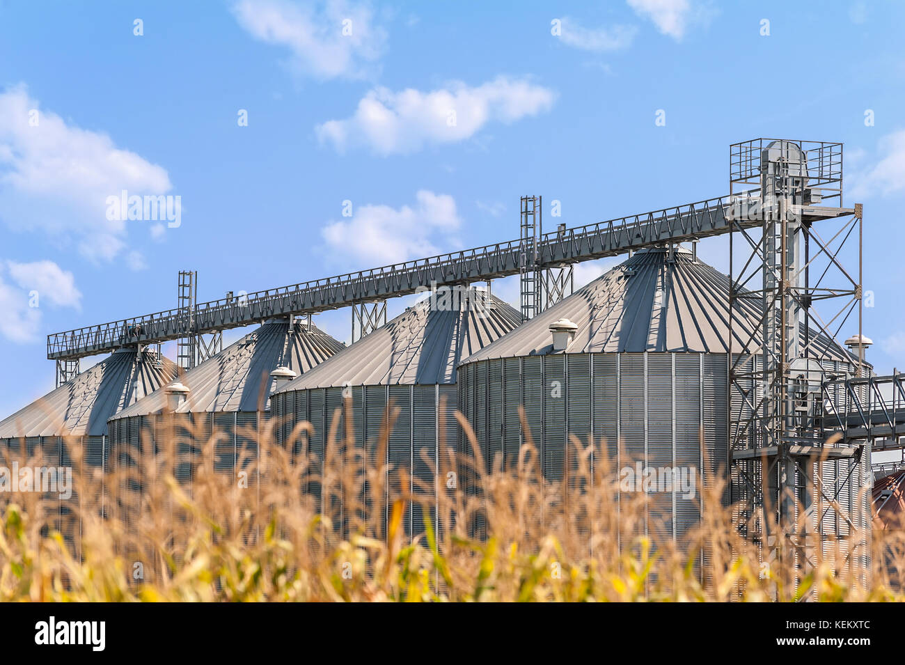 Agricolo di serbatoi di stoccaggio. silos per lo stoccaggio di cereali. campagna scena. Foto Stock