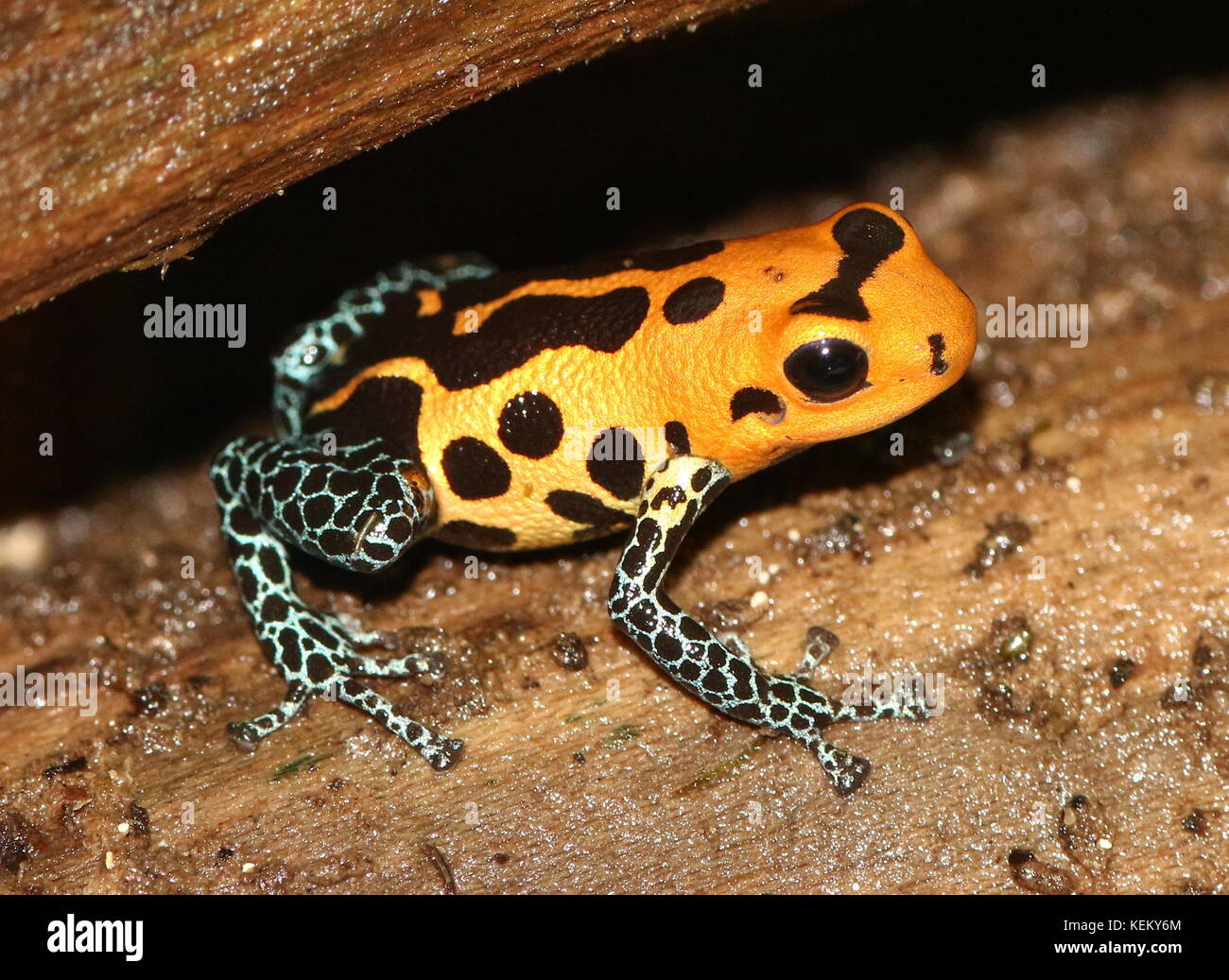 Sud Americana di imitare il veleno (rana Ranitomeya imitatore varadero o jeberos, precedentemente Dendrobates imitatore) nativo del Perù. Foto Stock