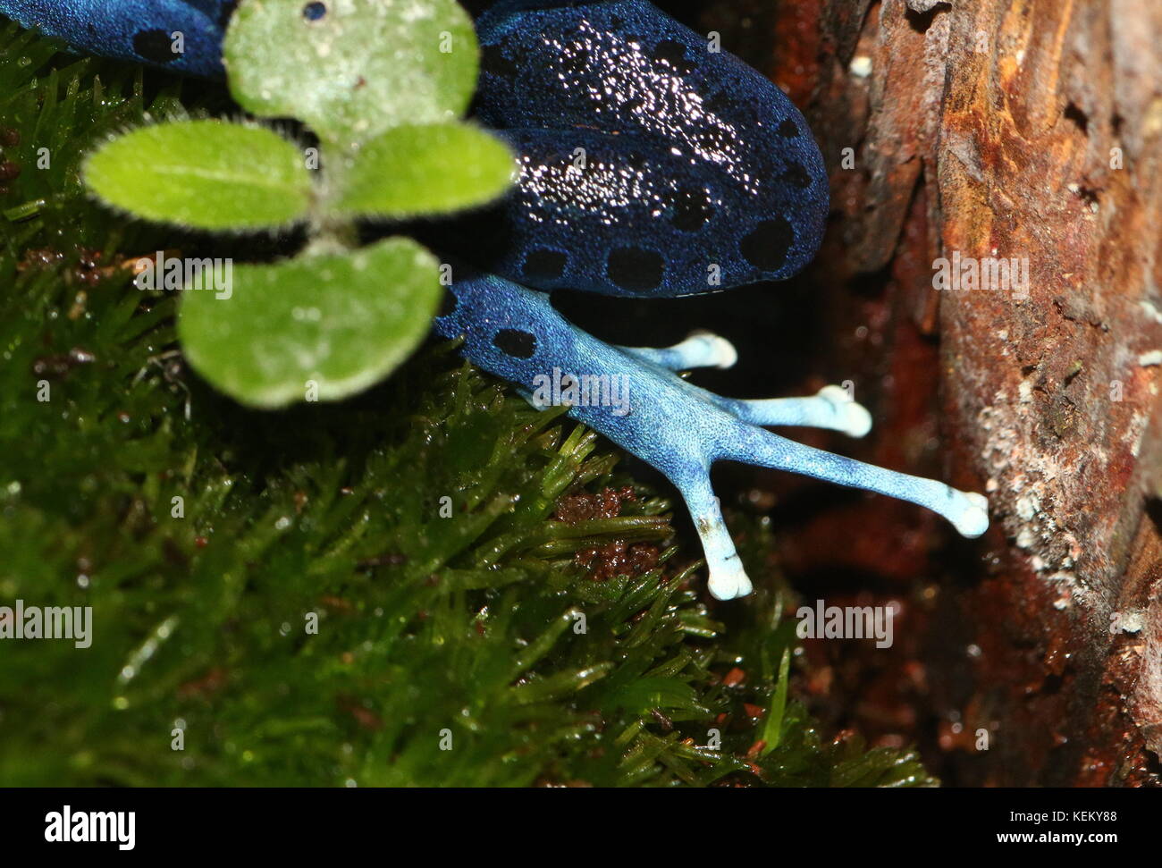 Dita sulla zampa posteriore di un Sud Americano veleno di tintura dart rana o Tinc veleno (rana Dendrobates tinctorius, Rana tinctoria). Foto Stock