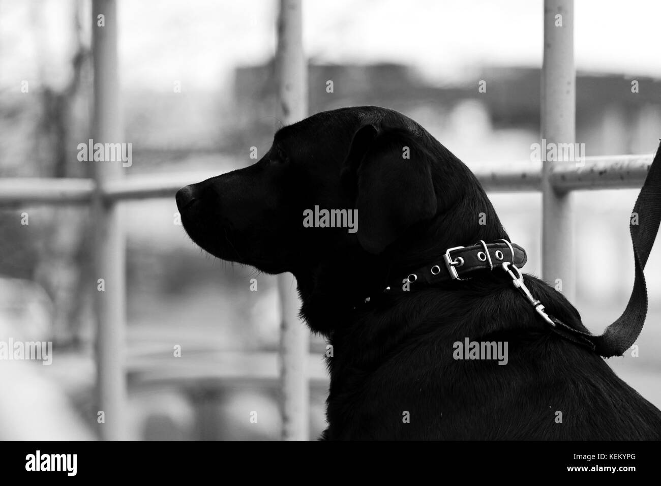 Nero labrador retriever si siede vicino al negozio in previsione del proprietario. foto in bianco e nero Foto Stock