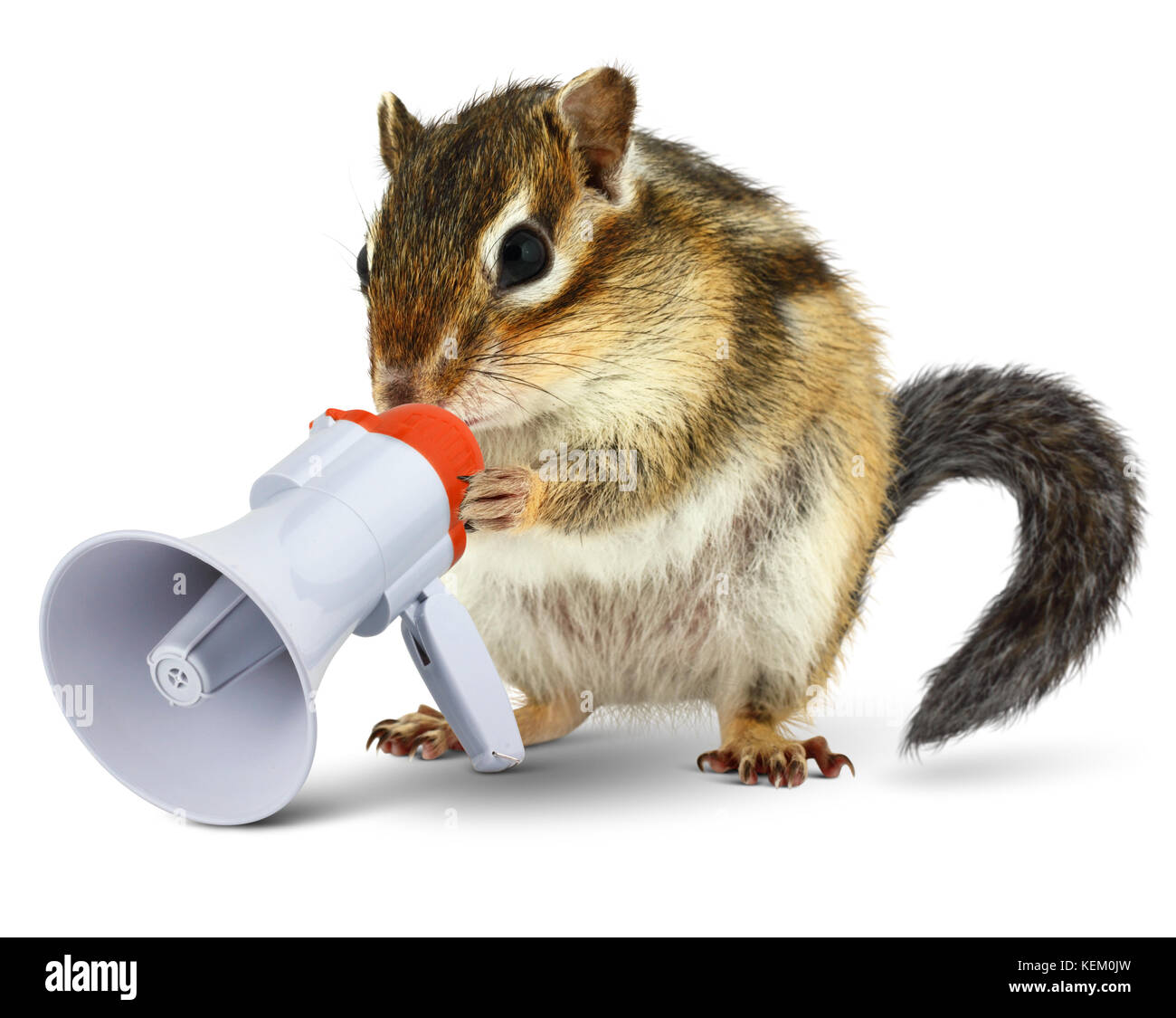 Animali divertenti Scoiattolo striado parlando in megafono, isolato su bianco Foto Stock