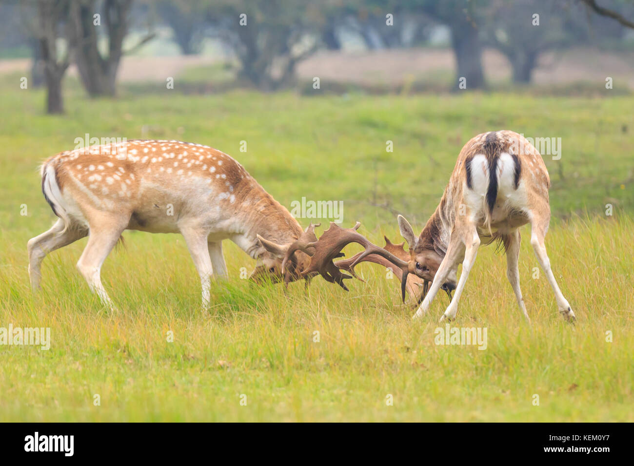 Due grandi esemplari di daini cervi, dama dama, combattimenti durante la stagione di solchi su un verde prato naturale. Foto Stock