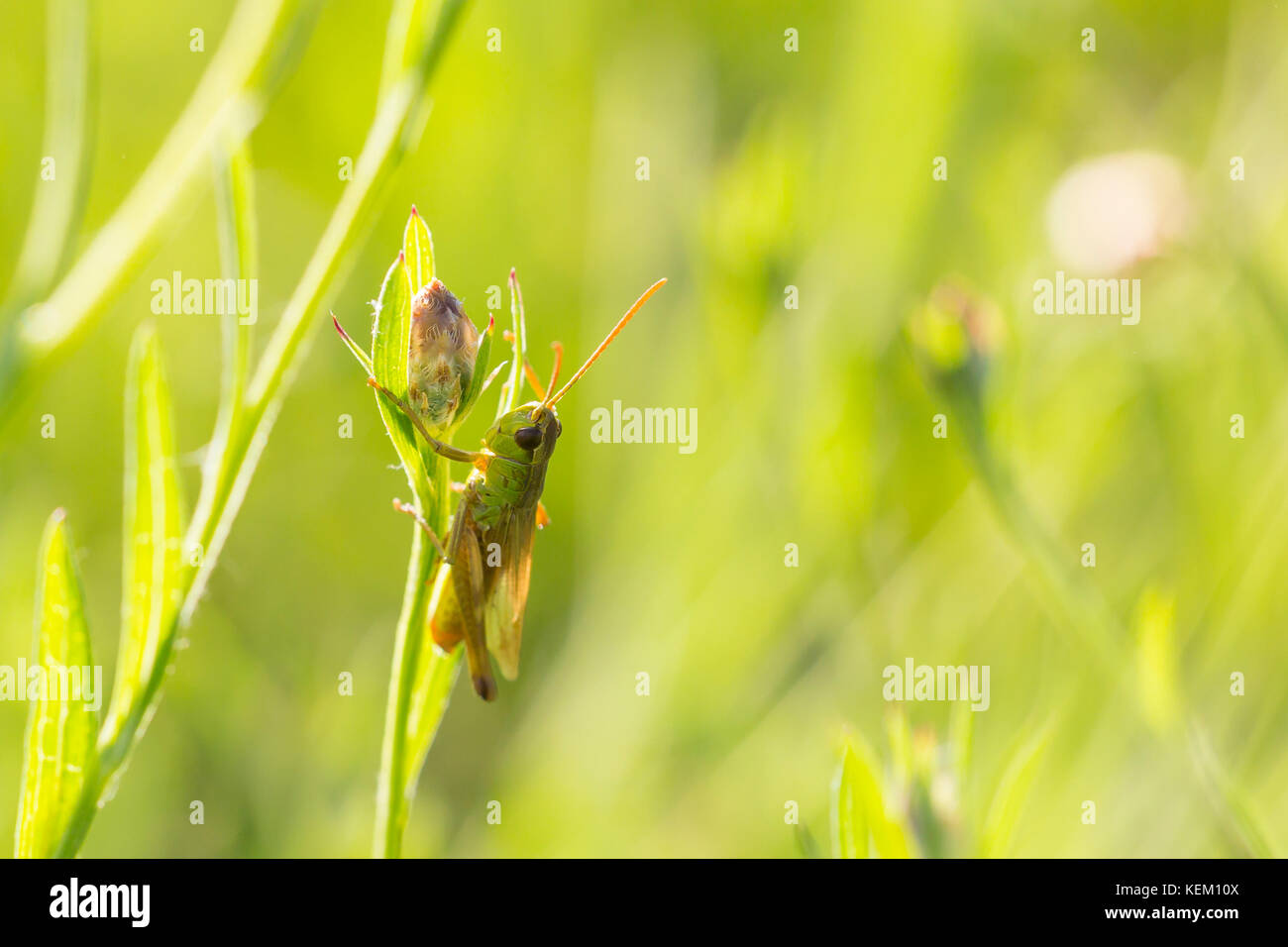 Primo piano di un prato grasshopper - chorthippus parallelus - appoggiata nella luce del sole su una foglia verde Foto Stock