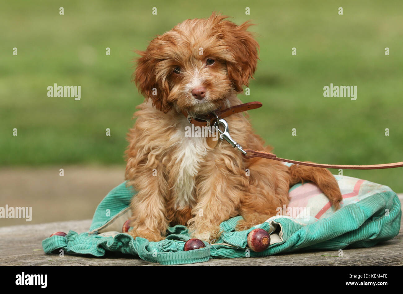 Un simpatico cavapoo cucciolo. Foto Stock