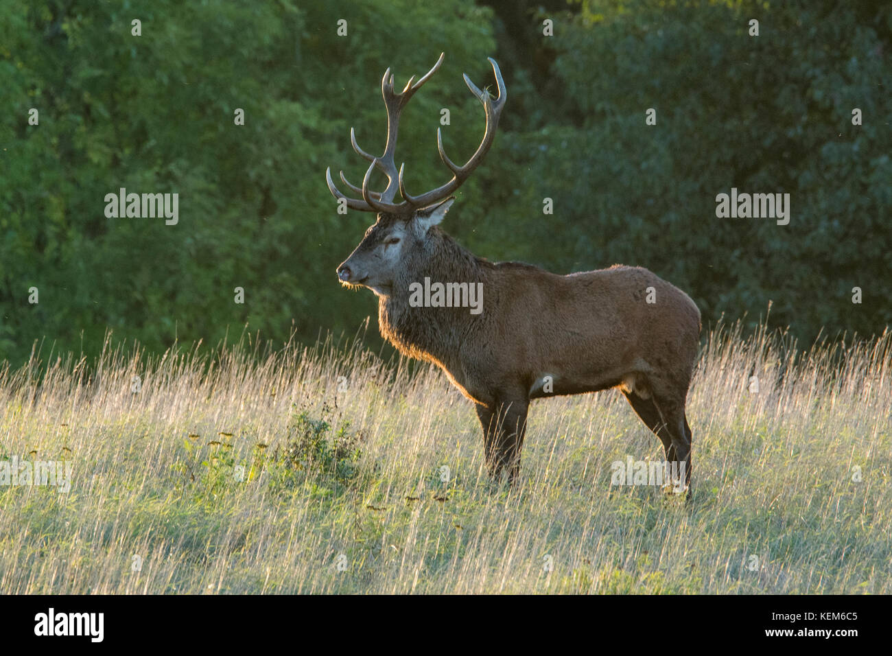 Gregge di cervi rossi ( Cervus elaphus) in stagione di accoppiamento dove lo stag più forte sta difendendo il suo diritto di guidare i branchi Foto Stock