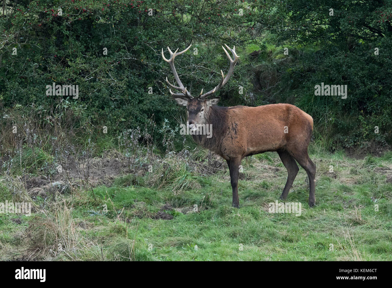 Gregge di cervi rossi ( Cervus elaphus) in stagione di accoppiamento dove lo stag più forte sta difendendo il suo diritto di guidare i branchi Foto Stock