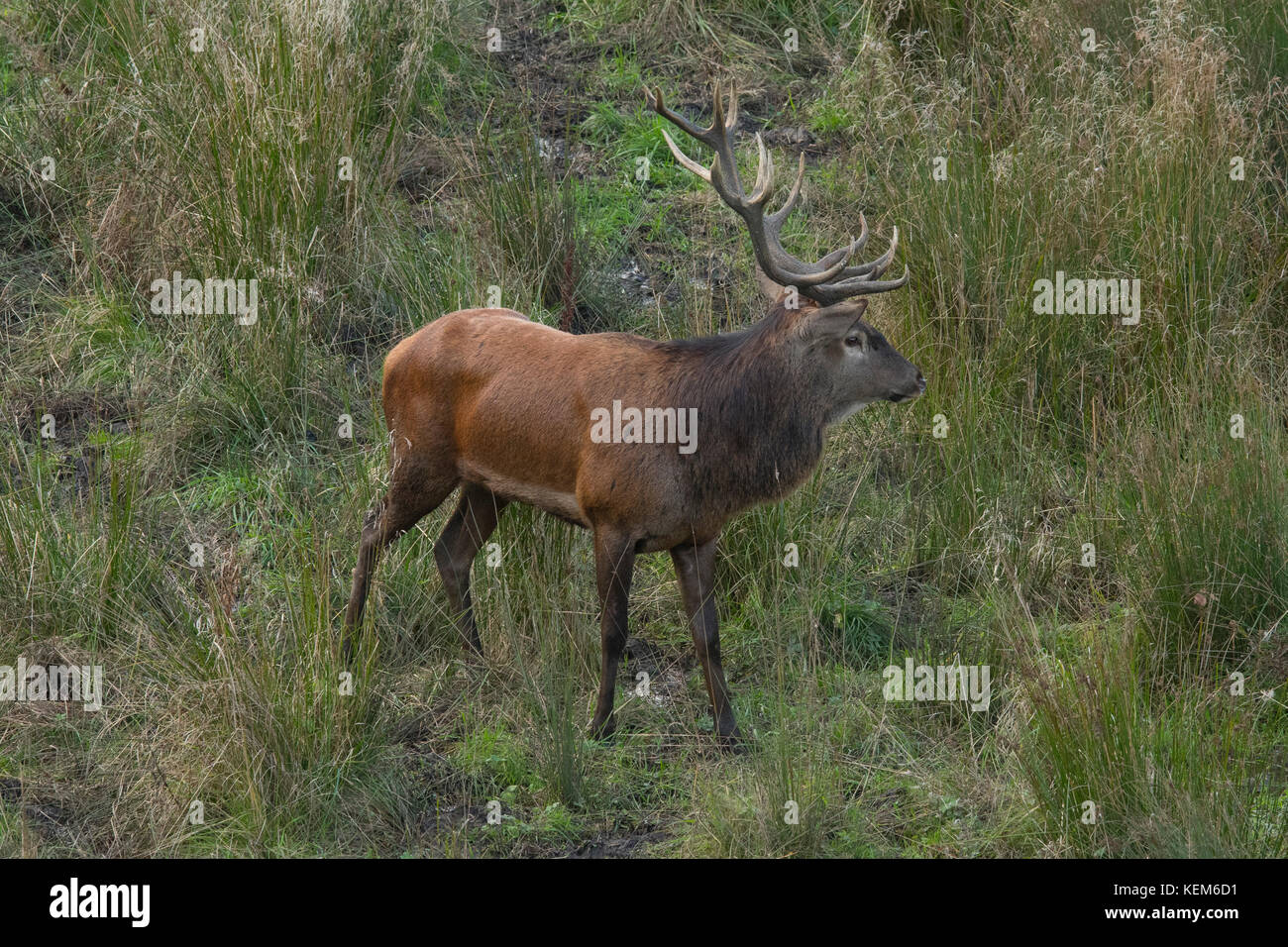 Gregge di cervi rossi ( Cervus elaphus) in stagione di accoppiamento dove lo stag più forte sta difendendo il suo diritto di guidare i branchi Foto Stock