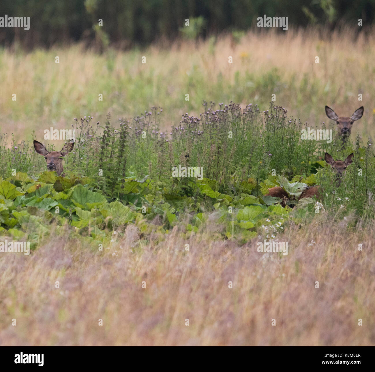 La cervo ( Cervus elaphus) con i giovani cervi si nutrono in un campo di fiamatta Foto Stock