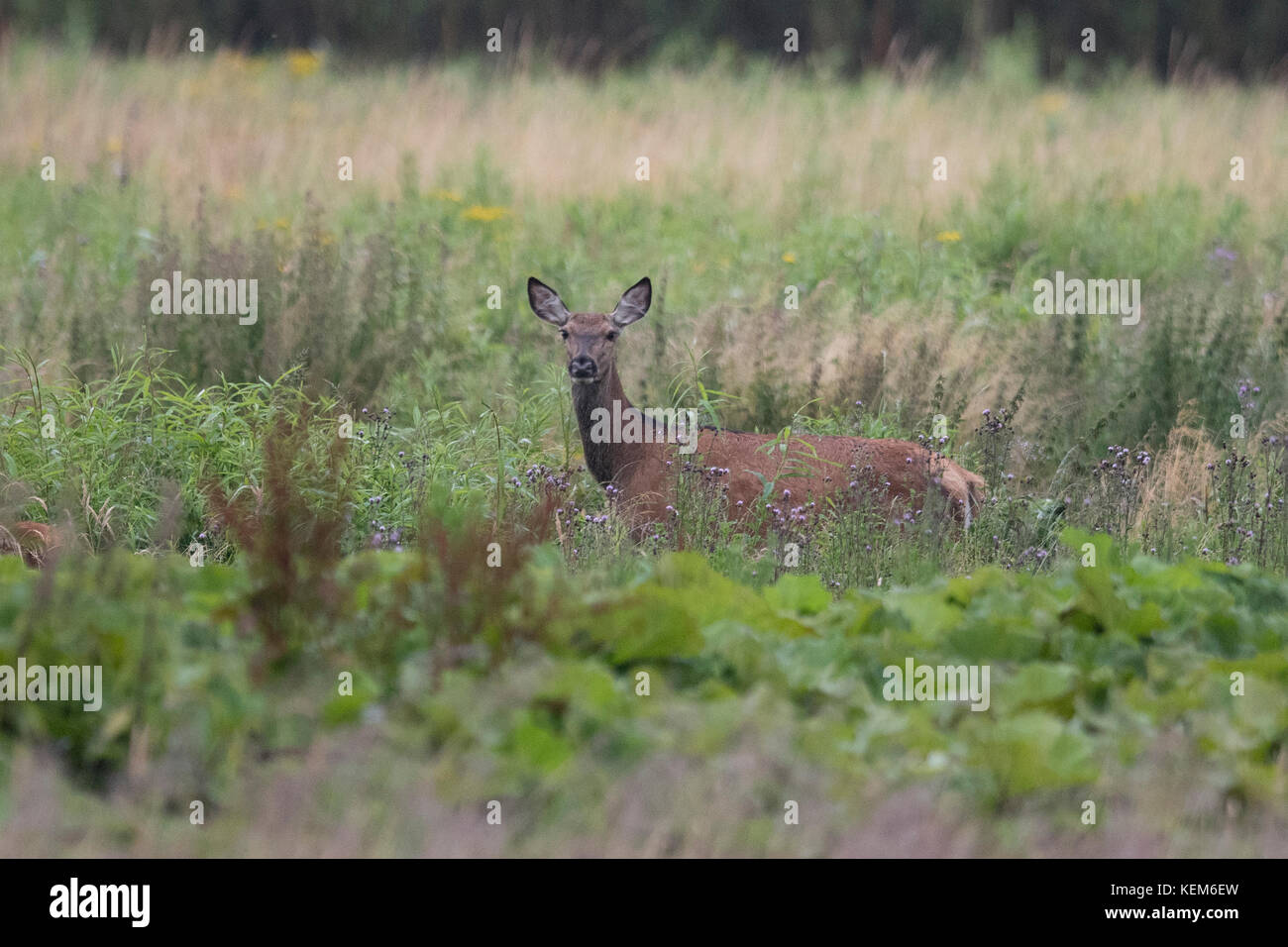 La cervo ( Cervus elaphus) con i giovani cervi si nutrono in un campo di fiamatta Foto Stock