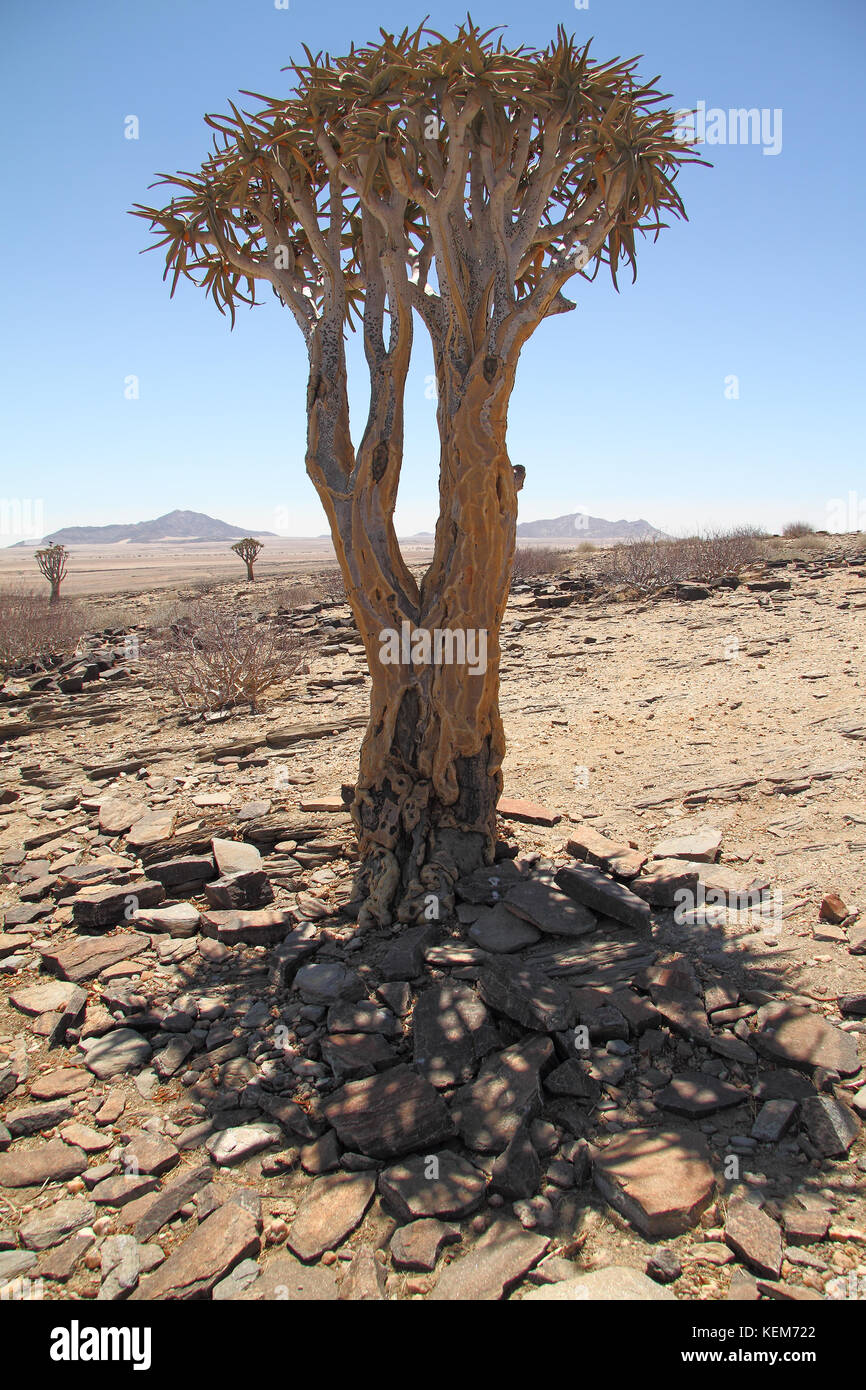 Faretra tree (aloe dichotoma) vista da qualche parte nel damaraland, Namibia. Foto Stock